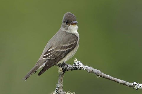Olive-sided Flycatcher (Contopus cooperi), British Columbia, Canada