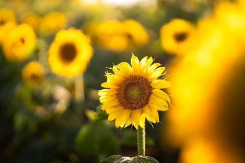 A vibrant sunflower stands tall in a sunlit field, surrounded by a blurred backdrop of other