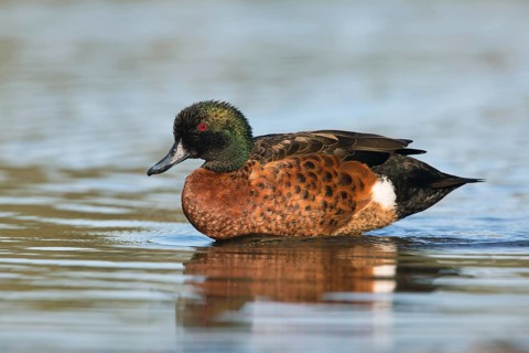 Chestnut Teal (Anas castanea) male, Victoria, Australia