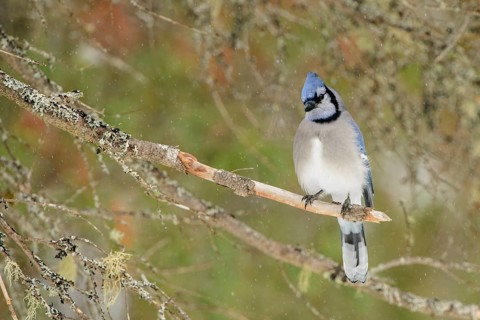 Blue Jay (Cyanocitta cristata), Ontario, Canada