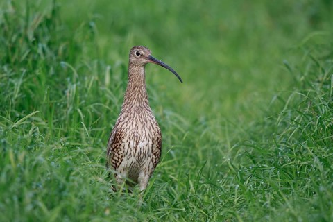 Eurasian Curlew (Numenius arquata) female, North Rhine-Westpalia, Germany