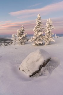 Snowy rock and spruce at dawn, Norrbotten, Lapland, Sweden, November 2020