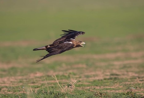 Iberian Eagle (Aquila adalberti), Spanish imperial eagle, Extremadura, Castilla La Mancha, Spain