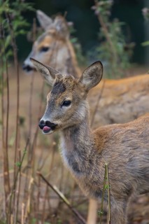 One female and one male Roe Deer, (Capreolus capreolus), standing side by side in dry stinging