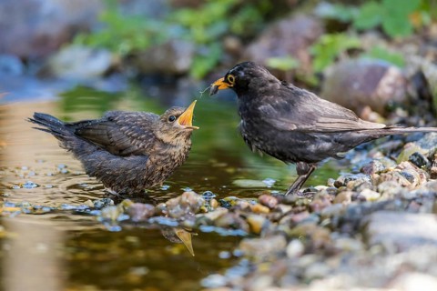 Common Blackbird (Turdus merula) male feeding young, Mecklenburg-Western Pomerania, Germany