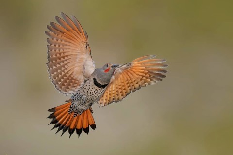 Northern Flicker (Colaptes auratus) male flying, British Columbia, Canada