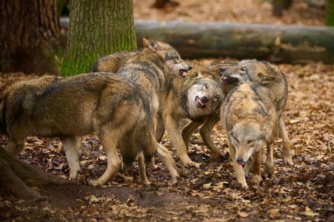 A group of wolves interacting in autumn forest, wolf (Canis lupus), Germany