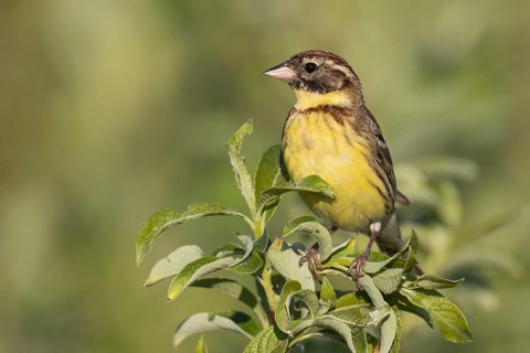 Yellow-breasted Bunting - Weidenammer - Emberiza aureola ssp. aureola, Russia, 1st S male