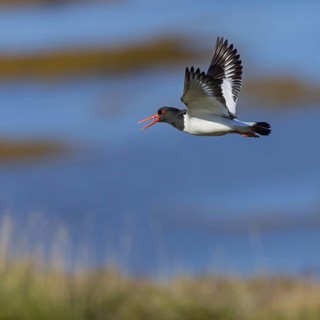 Oystercatcher, (Haematopus ostralegus), animals, birds, flight recording, wader, gull, alcove bird,