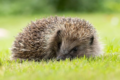 European hedgehog (Erinaceus europaeus) adult animal on a garden grass lawn in summer, England,