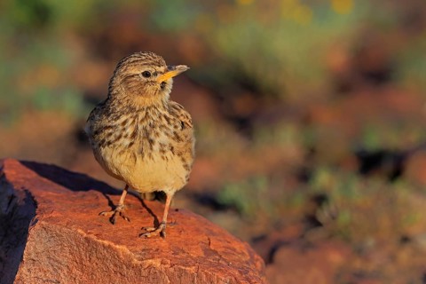 Bush Pipit (Anthus caffer), adult, on rocks, vigilant, Pilanesberg National Park, North West