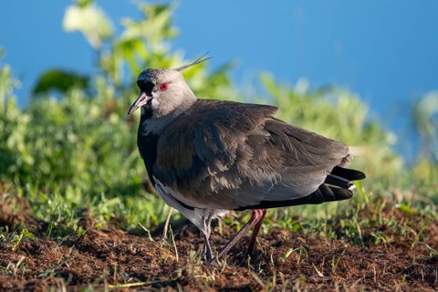 Bronze lapwing (Vanellus chilensis) protecting its young, only the legs of the young can be seen,