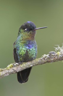 Fiery-throated Hummingbird (Panterpe insignis), Costa Rica