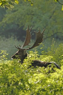 Fallow deer (Dama dama), A stag with impressive antlers rests between green plants in the forest
