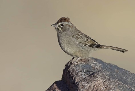 Rufous-crowned Sparrow (Aimophila ruficeps), New Mexico, USA