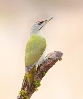 Grey-headed Woodpecker (Picus canus), male sitting on an old branch overgrown with moss, Wildlife,