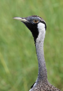 Hartlaub's Bustard (Lissotis hartlaubii) male, Serengeti, Tanzania