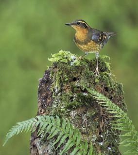 Varied Thrush (Ixoreus naevius), British Columbia, Canada