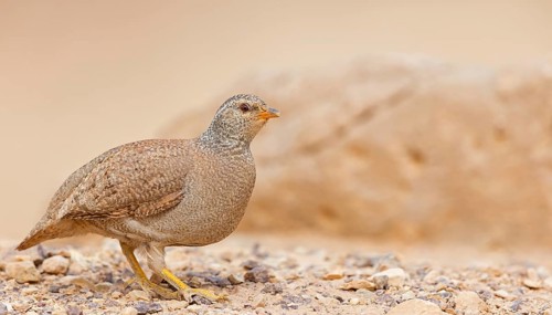 Arabian partridge, (Ammoperdix heyi), animal, animals, bird, birds, sand partridge, partridges,