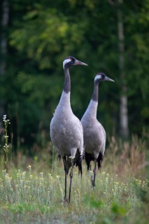 European crane (Grus grus), cranes, pair in forest clearing, Podlaskie Voivodeship, Poland