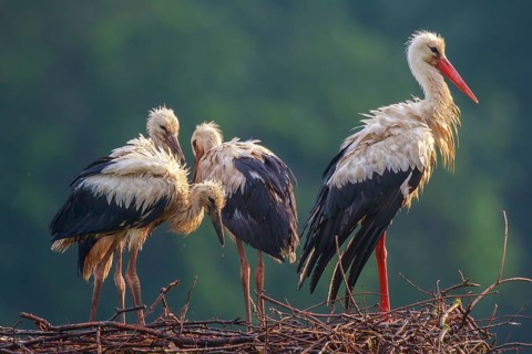 White Stork (Ciconia ciconia) with juveniles in nest after a heavy rain shower, North