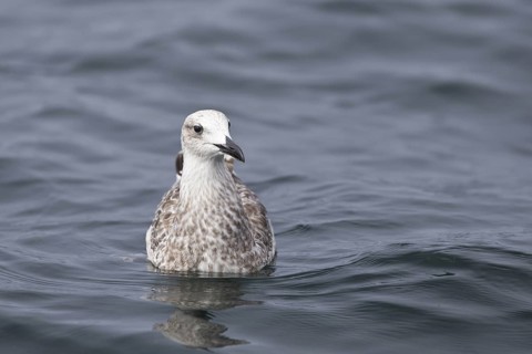 Caspian Gull (Larus cachinnans) juvenile, Baltic Sea, Germany