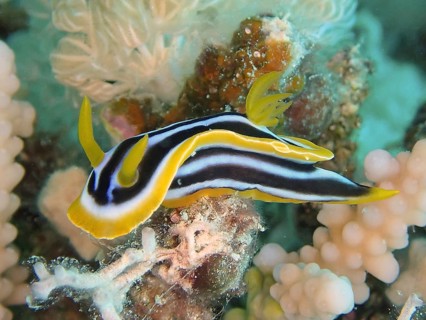 African star snail (Chromodoris africana)