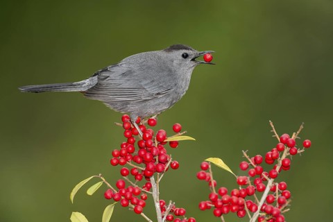 Grey Catbird (Dumetella carolinensis) feeding on red berries, Texas, USA