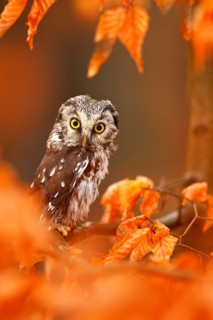 Owl hidden in the orange leaves. Boreal owl with big yellow eyes in the autumn forest in central