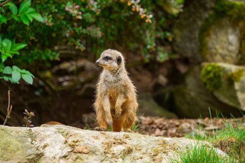 Meerkat (Suricata suricatta) standing on a rock looking around, curious, Germany