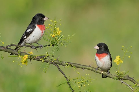 Rose-breasted Grosbeak (Pheucticus ludovicianus) male perched on a branch, Texas, USA