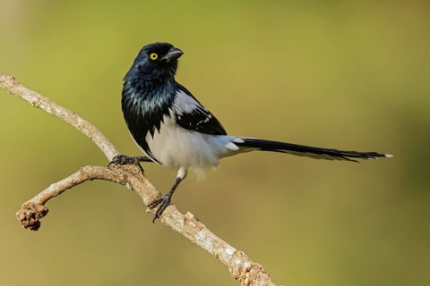 Magpie Tanager (Cissopis leverianus) perched on a branch in the Atlantic Rainforest Region of