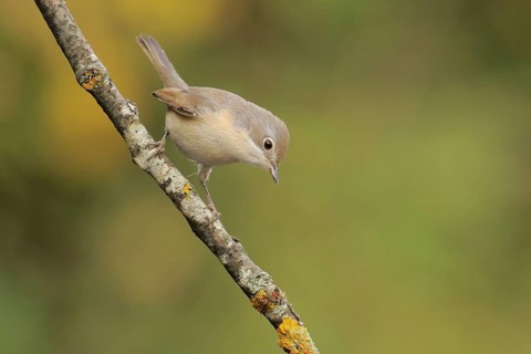 Subalpine Warbler (Sylvia cantillans) juvenile perched on a branch, Andalusia, Spain