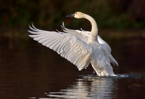 Tundra Swan (Cygnus columbianus)