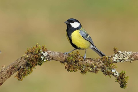 Great Tit (Parus major), sitting on a branch overgrown with moss and lichen, Wildlife, Animals,