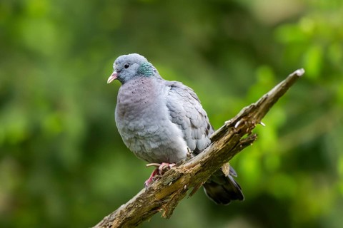 Common wood pigeon (Columba palumbus), dove, in a forest, Bavaria, Germany