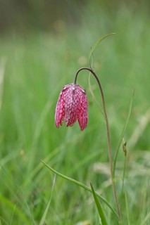 Snake's Head Fritillary (Fritillaria meleagris), single flower in a meadow, inflorescence, early