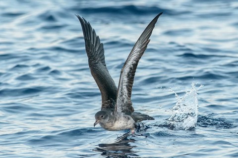 Pink-footed Shearwater (Ardenna creatopus) flying, California, USA