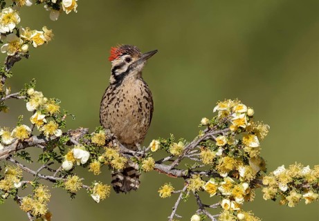 Ladder-backed Woodpecker (Dryobates scalaris) male perched on flowering branch, Arizona, USA