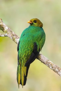 Golden-headed Quetzal (Pharomachrus auriceps) perched on a branch in Colombia, South America