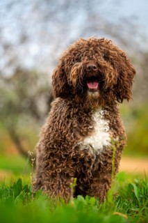 A cheerful Andalusian water dog sits in lush greenery, showcasing its curly brown fur and a joyful