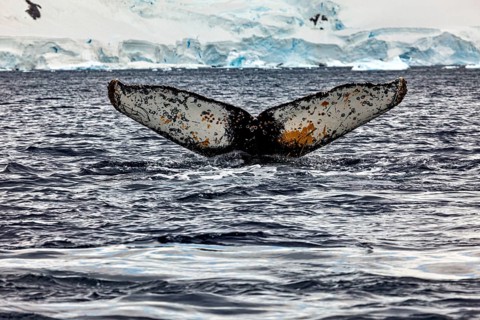 A whale shows its fin above the icy waves of the Antarctic, The fluke of a diving humpback whale in