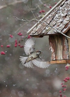House Sparrow (Passer domesticus) flying to a feeding house, Baden-Wuerttemberg, Germany