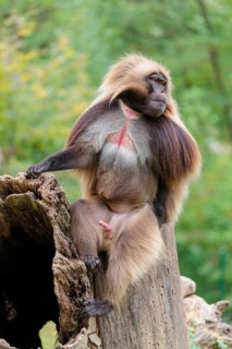 A male Gelada (Theropithecus gelada), or bleeding-heart monkey sits on a rotten tree stump lying in