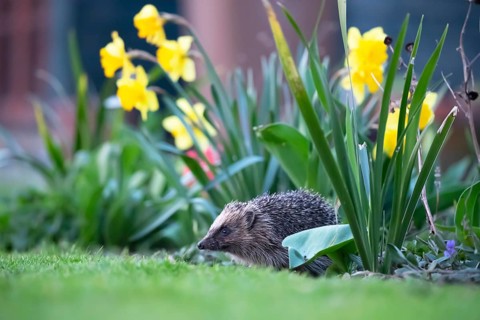 European hedgehog (Erinaceus europaeus) adult animal in a garden flower border in springtime,