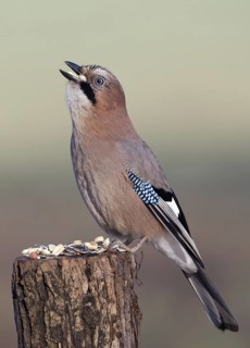 Eurasian Jay (Garrulus glandarius), Saxony-Anhalt, Germany