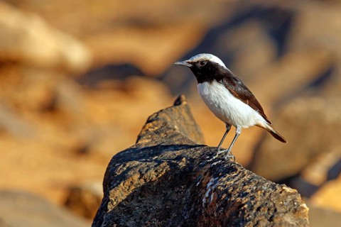 Arabian wheatear, (Oenanthe lugentoides), flycatcher family, biotope, perches on rocks, Jabal