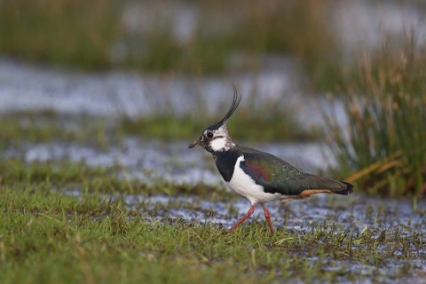 Northern Lapwing (Vanellus vanellus) male, North Rhine-Westphalia, Germany