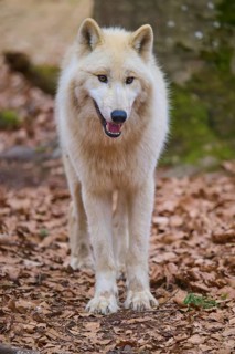A white wolf stands on a leaf-covered ground in an autumn forest, Arctic wolf (Canis lupus arctos),