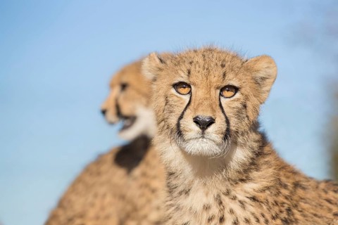 Cheetah (Acinonyx jubatus) portrait with two animals, Castile-La Mancha, Spain
